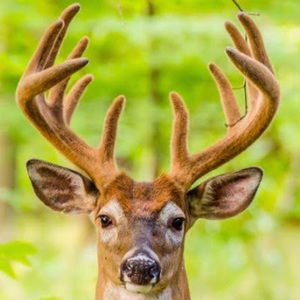 Meet your Posher, Steven